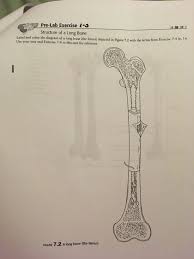 The periosteum an envelope of fct called the periosteum surrounds the long bone, except where the articular cartilages are located. Solved Pre Lab Exercise 5 Structure Of A Long Bone Label Chegg Com