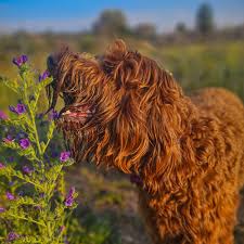 Tips To Stop Your Dog From Eating Plants