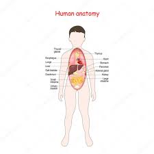 Attached to the bones of the skeletal system are about 700 named muscles that make up roughly half of a person's body weight. Anatomy For Kids Human Body With Internal Organs Digestive System Stomach Liver And Intestine Endocrine Glunds Lungs Kidneys And Heart Medical Poster Vector Infographics Premium Vector In Adobe Illustrator Ai