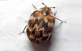 carpet beetle hart s extermination
