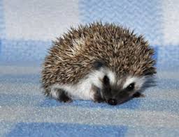 Find pygmy hedgehogs for sale via pets4homes. Blizzard Baby Hedgehogs Hedgehog Babies And Supplies