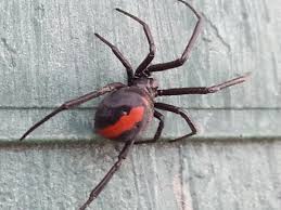 Most redback spider bites occur between december and april. Redback Spider Bite My Symptoms And Treatment Patient S Lounge