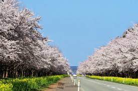 桜・菜の花ロードの花見・桜情報【2024】｜ウェザーニュース