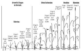 Growth Stages Chart