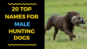 20 cool male dog names for hunting dogs