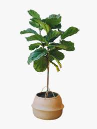 House Plants To Indoor Trees