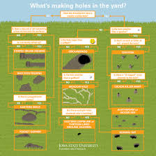 diagnosing holes in the yard natural