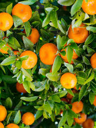 mandarin background images hd pictures