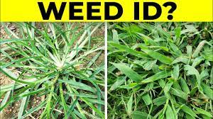 identify gry weeds in the lawn