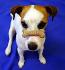 Jack Russell Terrier Jrtca Advice Food For Your Jack