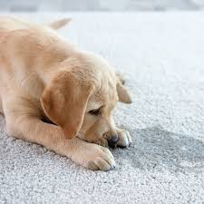 pet odor elimination services in the