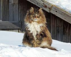 Even cats who lose weight due to diet or illness still have these belly flaps. thousands shocked by revealing post. Giant Fluffy Cats Have Taken Over This Farm And They Re Absolutely M Meowingtons