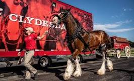 where-do-they-keep-the-budweiser-clydesdale-horses