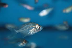 glass fish parambassis ranga care