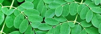 drumstick leaves moringa leaves