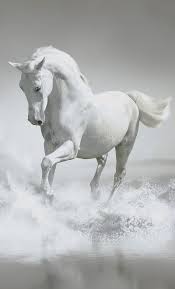 white horse hd phone wallpaper peakpx
