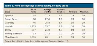 Are Your Jersey Heifers Calving In Too Old Abs Dairy