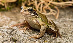 Common Frog - Facts, Information &Amp;Amp;Amp; Pictures Of Frogs