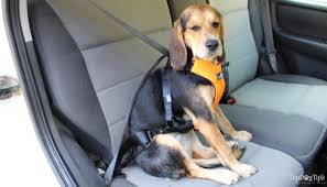 Best Seat Belt For Dogs Harness 2018