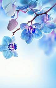 blue flower wallpaper enjpg