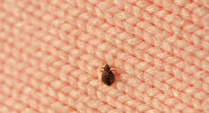 bed bugs revisited tiny pests big