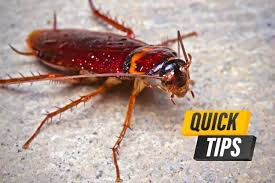 kitchen tips how to get rid of roaches