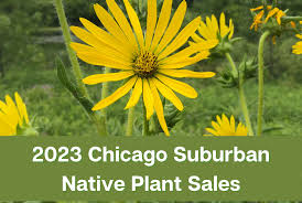 Chicago Suburban Native Plant S