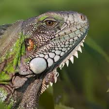 Green Iguana National Geographic