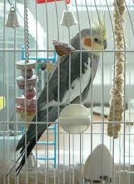 parrot foraging toys for the health