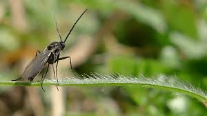 fungus gnats how to get rid of these