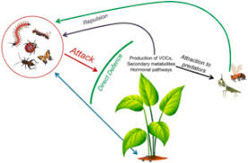 insects plants pathogens toxicity