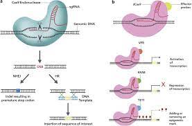 crispr cas9 gene editing