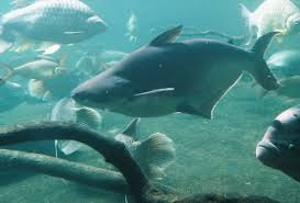 Salah satu ikan yang asik untuk dipancing adalah ikan patin. Ikan Patin Wikipedia Bahasa Melayu Ensiklopedia Bebas
