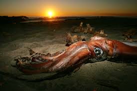 deep sea squid washes up on beach