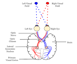 Neural Pathway Wikipedia