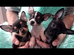 How much should an 8 week old chihuahua. Cute Chihuahua Puppies 8 Weeks Old Youtube