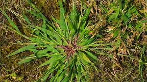 identifying common weeds sod