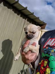 dogs puppies gumtree australia