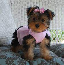 Check spelling or type a new query. Yorkie Puppies For Sale