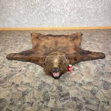 kodiak brown bear full size rug mount