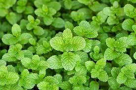 Apple mint and peppermint are both members of the mint family and you can use either of them to give the distinctive mint flavor to food; 6 Types Of Mints You Can Grow In The Garden Trees Com