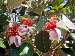 Pineapple Guava April Plant Of The