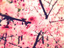 50+] Cute Spring Wallpapers Tumblr on ...
