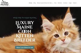 5 best breeders of maine kittens