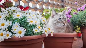 flowerbed with plants that deter cats