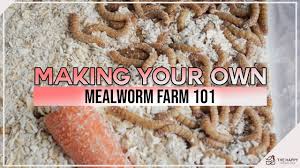 making your own mealworm farm 101 the