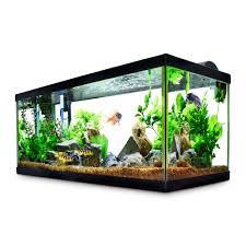 Aquarium communautaire, eau douce, présentation. Aqueon Standard Glass Aquarium Tank 40 Gallon Breeder Petco