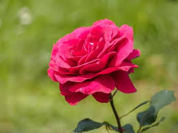 Single Red Rose In The Garden The