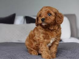 Watson such a sweet little cavapoo puppy. Curling Cavapoo Pups For Sale