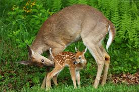 White Tailed Deer Mother And Fawn